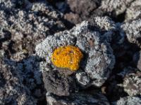 Orange und graue Flechten am Vulkangestein - Pico